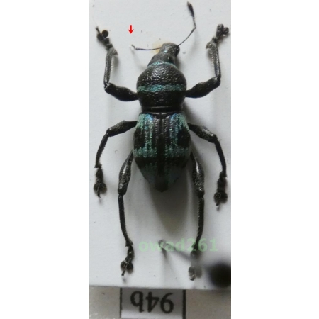 Metapocyrtus negrosensis Schultze, 1925 Philippines94b